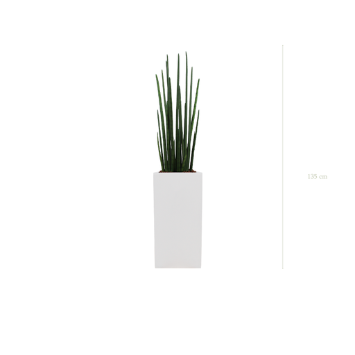 [A-PT12-FB20] Le Sansevieria - Cube Haut Blanc #Artificiel