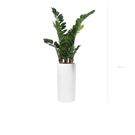 [A-PT15-FB18] The Zamia in a tall white cylinder pot #Artificial