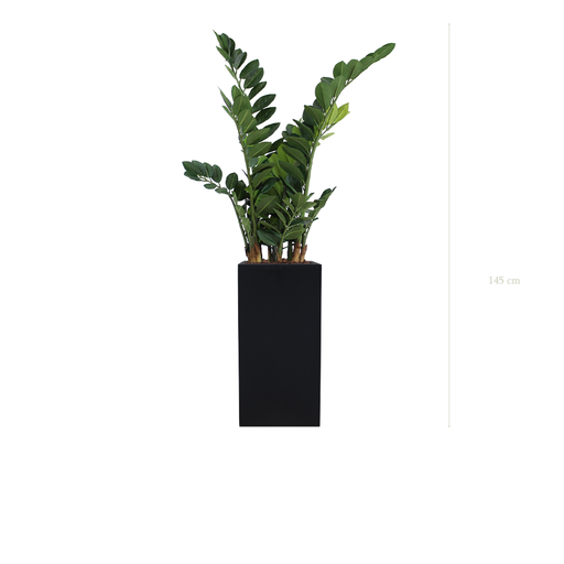 [A-PT15-FB19] The Zamia in a tall black cube pot #Artificial