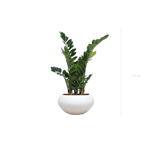 [A-PT15-FB14] The Zamia in a white oval pot #Artificial