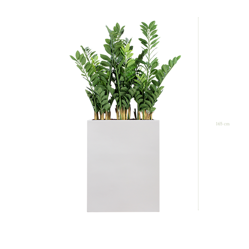 [A-PT15-FB1] The Zamia H. 165 cm in a M. white Divider  #Artificiel