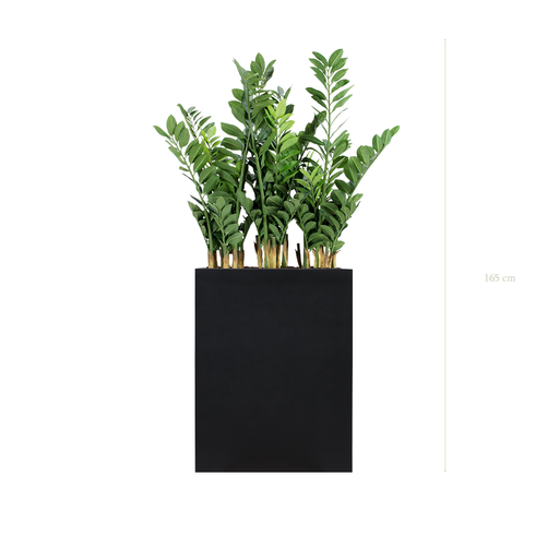 [A-PT15-FB2] The Zamia H. 165 cm in a M. black Divider  #Artificiel