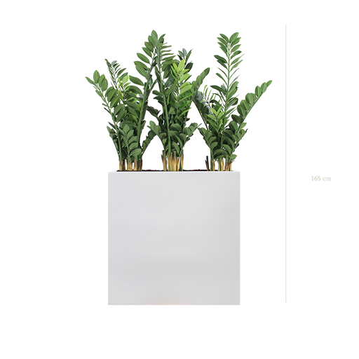 [A-PT15-FB3] The Zamia L. White Divider #Artificial