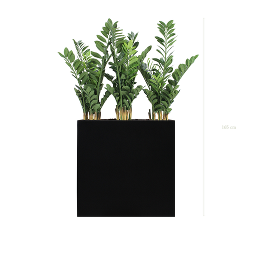 [A-PT15-FB4] The Zamia L. Black Divider #Artificial