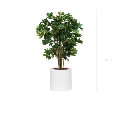 [A-PT10-FB22] The Schefflera in a white cylinder pot #Semi-natural