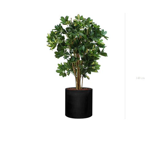 [A-PT10-FB23] The Schefflera in a black cylinder pot #Semi-natural