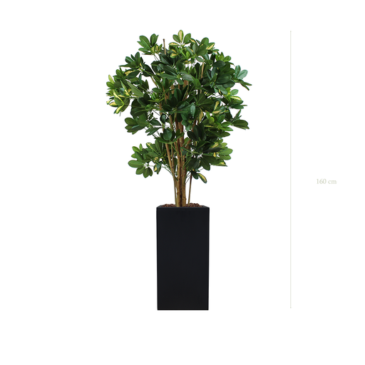 [A-PT10-FB19] The Schefflera in a tall black cube pot #Semi-Natural