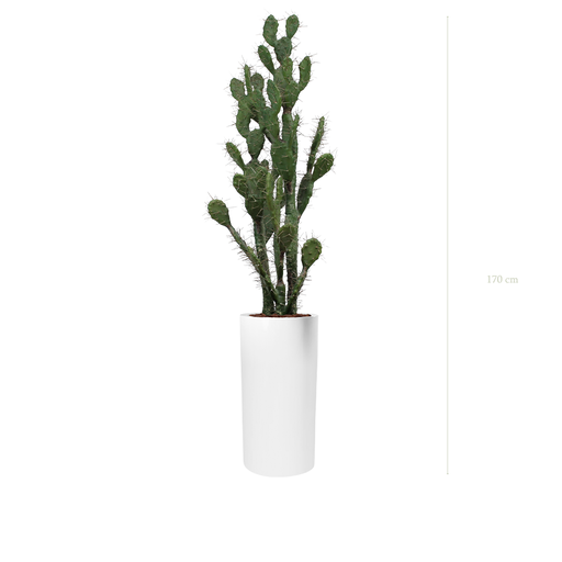[A-PT11-FB18] The Cactus in a tall white cylinder pot #Artificial