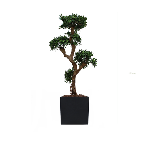 [A-PT8-FB9] The Podocarpus in a black square pot #Artificial
