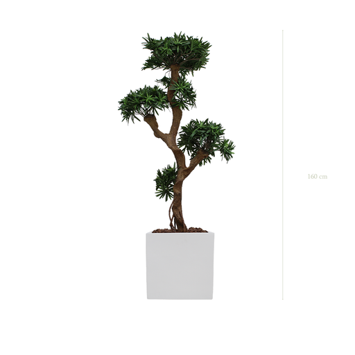 [A-PT8-FB10] Le Podocarpus - Cube Blanc #Artificiel