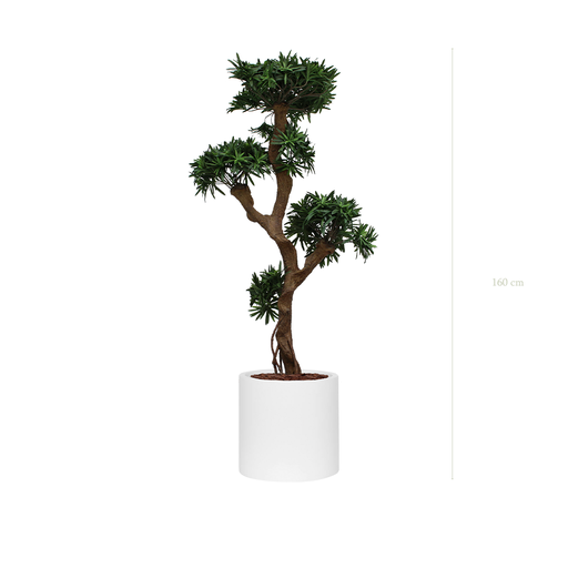 [A-PT8-FB22] Le Podocarpus - Cylindre Blanc #Artificiel