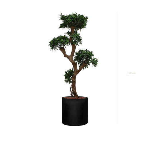 [A-PT8-FB23] Le Podocarpus - Cylindre Noir #Artificiel