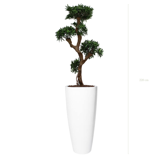 [A-PT8-FB21] The Podocarpus in a tall round white pot #Artificial
