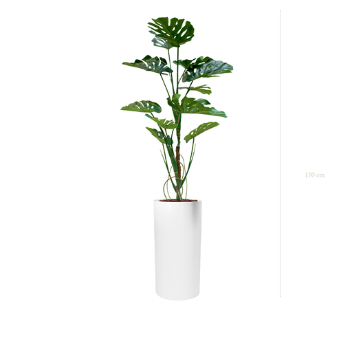 [A-PT17-FB18] die Monstera-Pflanze - weißer Hochzylinder #künstlich