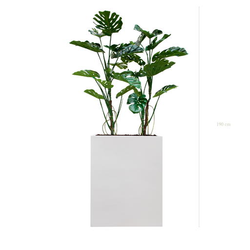 [A-PT17-FB1] The Monsteras M. white Divider #Artificial