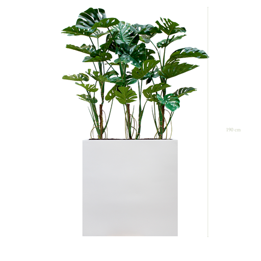 [A-PT17-FB3] The Monsteras L. White Divider #Artificial