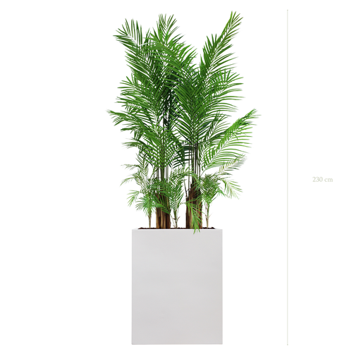 [A-PT2-FB1] The Areca M. White Divider   #Artificial