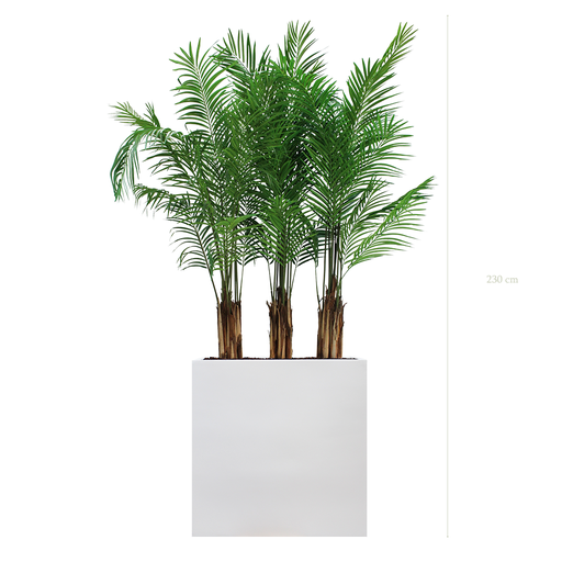 [A-PT2-FB3] The Areca L. White Divider #Artificial