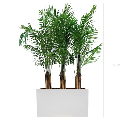 [A-PT2-FB6] The Areca S. White Divider  #Artificial