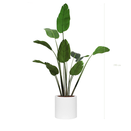 [A-PT3-FB22] The Banana Tree in a white cylinder pot #Artificial
