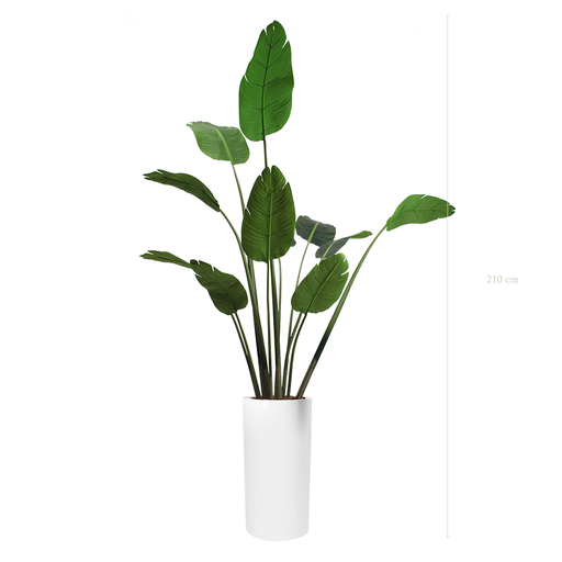 [A-PT3-FB18] The Banana Tree in a tall white cylinder pot #Artificial