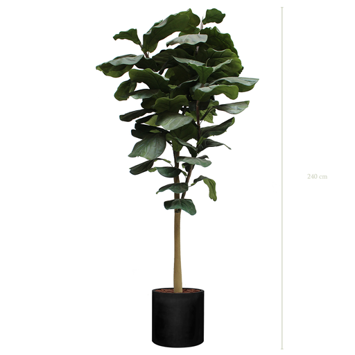 [A-AB8-FB23] The Lyrata tree in a black cylinder pot #Artificial