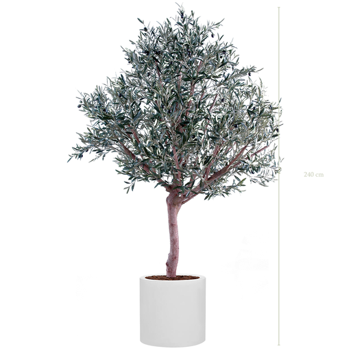 [A-AB1-FB24] The Olive tree in a white cylinder pot #Semi-natural