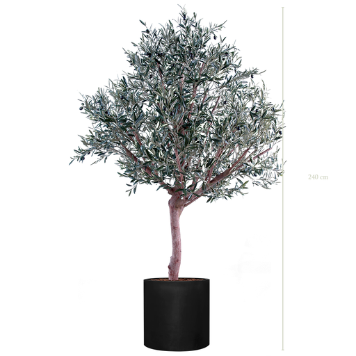 [A-AB1-FB25] The Olive tree in a black cylinder pot #Semi-natural