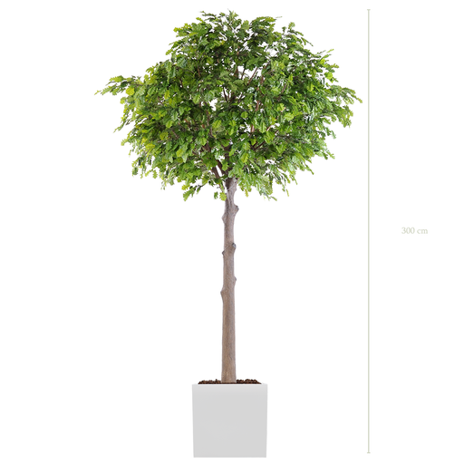 [A-AB10-FB12] Le Chêne 310 - Cube Blanc #Artificiel