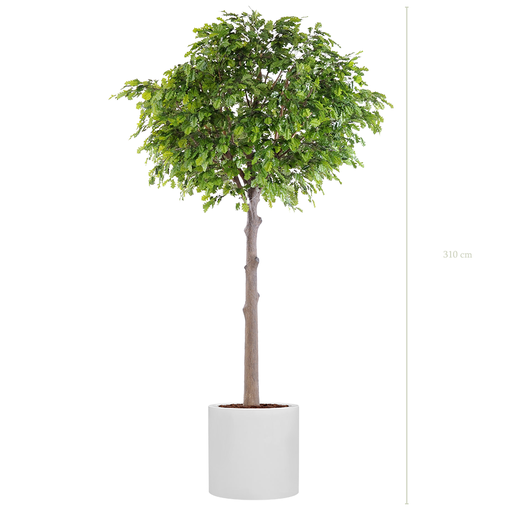 [A-AB10-FB26] Le Chêne 320 - Cylindre Blanc #Artificiel