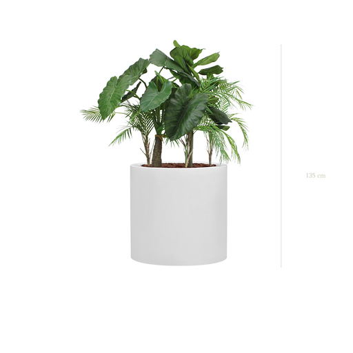 [A-J9-FB26] The Palawan in a large White Cylindrical Pot #Artificial