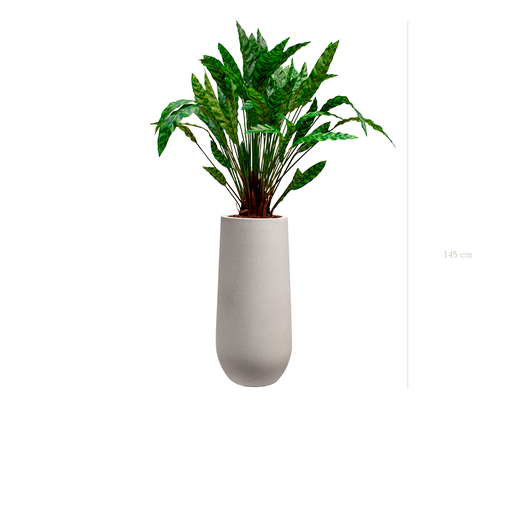 [A-PT19-FC21] Le Calathea - Pot Sable #Artificiel