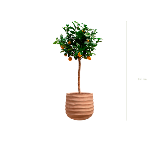 [A-PT20-FC13] The Lemon tree in a terracotta pot #Artificial