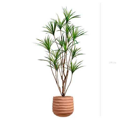 [A-PT18-FC13] The Dracena in a terracotta pot #Artificial