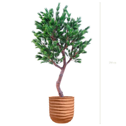 [A-AB5-FC16] The Pine tree in a terracotta pot #Semi-natural