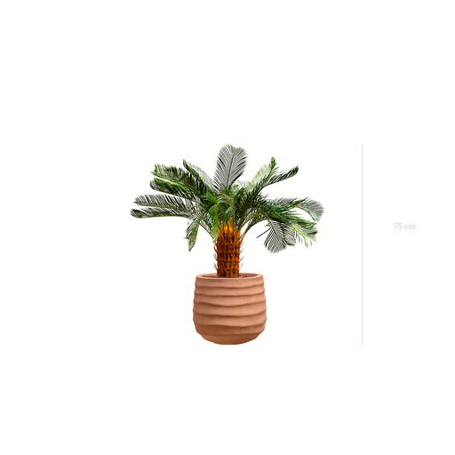 [A-PT21-FC12] Le Petit Cycas - Pot Terracotta #Artificiel