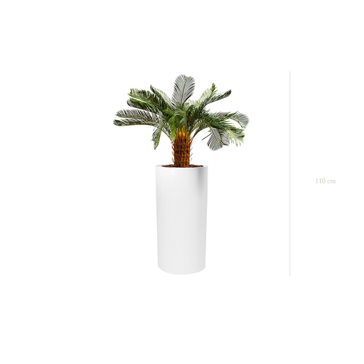 [A-PT21-FB18] Die kleine Cycas in einem hohen weißen Zylindertopf #Künstlich