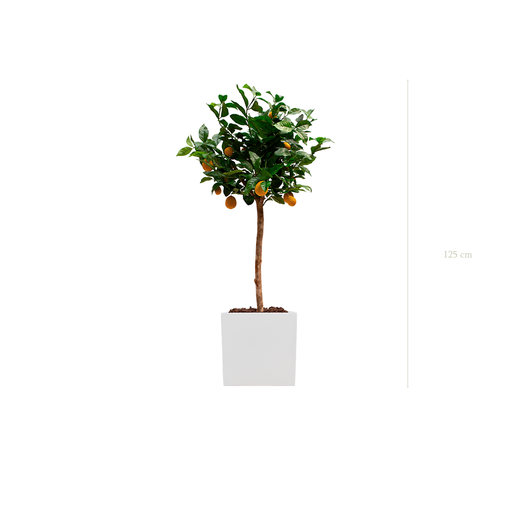 [A-PT20-FB8] Le Citronnier -  Cube Blanc #Artificiel