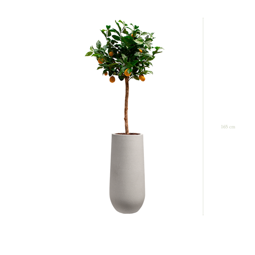 [A-PT20-FC21] The Lemon tree in a mineral grey pot #Artificial