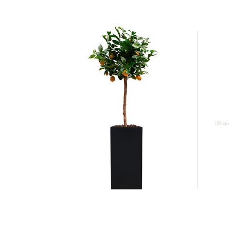 [A-PT20-FB19] Le Citronnier - Cube Haut Noir #Artificiel