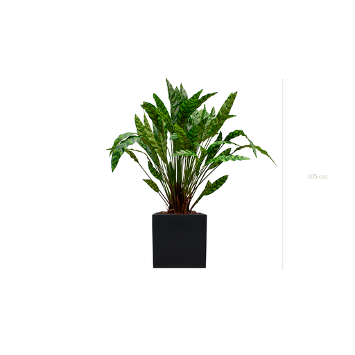 [A-PT19-FB7] die Calathea - schwarzer kubischer #Künstlich