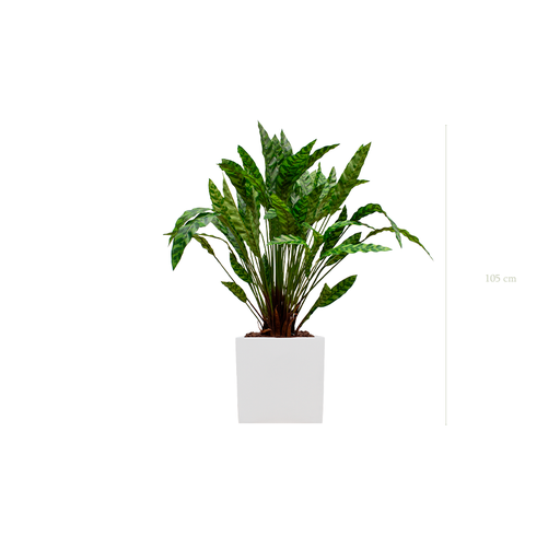 [A-PT19-FB8] die Calathea - weißer Würfeltopf #Künstlich