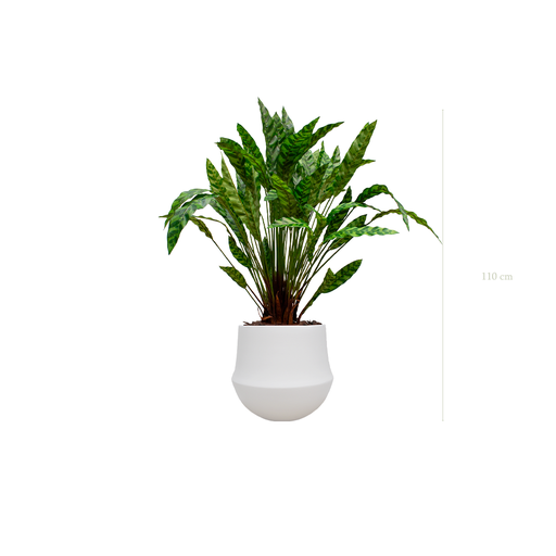 [A-PT19-CE2] The Calathea in a white round pot #Artificial
