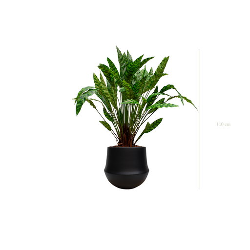 [A-PT19-CE10] The Calathea in a black round pot #Artificial