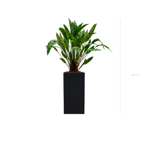 [A-PT19-FB19] The Calathea in a tall black cube pot #Artificial