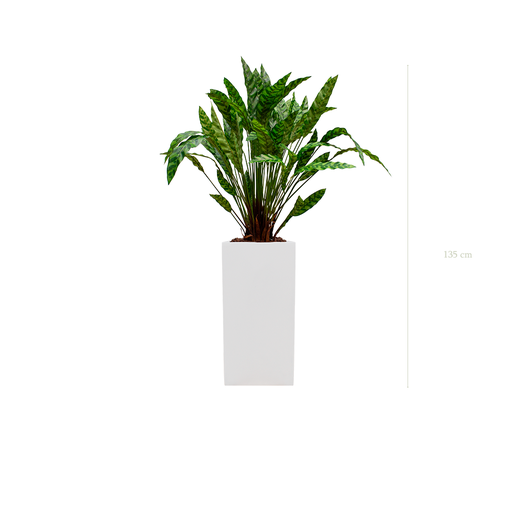[A-PT19-FB20] der Dracena #Künstlich