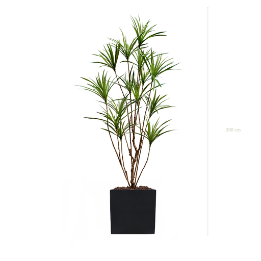 [A-PT18-FB9] der Dracena - Schwarzer kubischer Topf  #künstlich