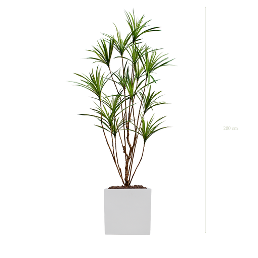 [A-PT18-FB10] der Dracena - weißer kubischer Topf #künstlich