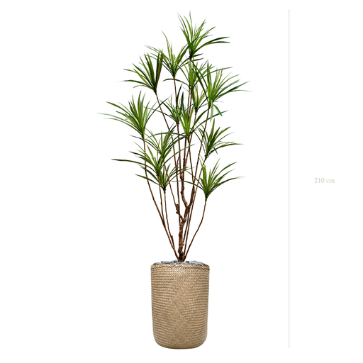 [A-PT18-TR3] Le Dracena - Pot Tressé #Artificiel