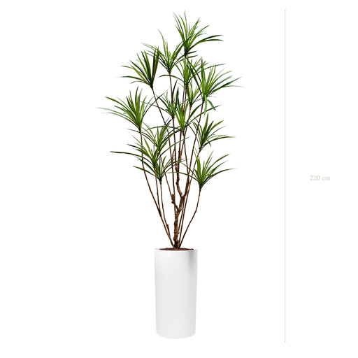 [A-PT18-FB18] der Dracena - Weißer Hochzylinder #künstlich